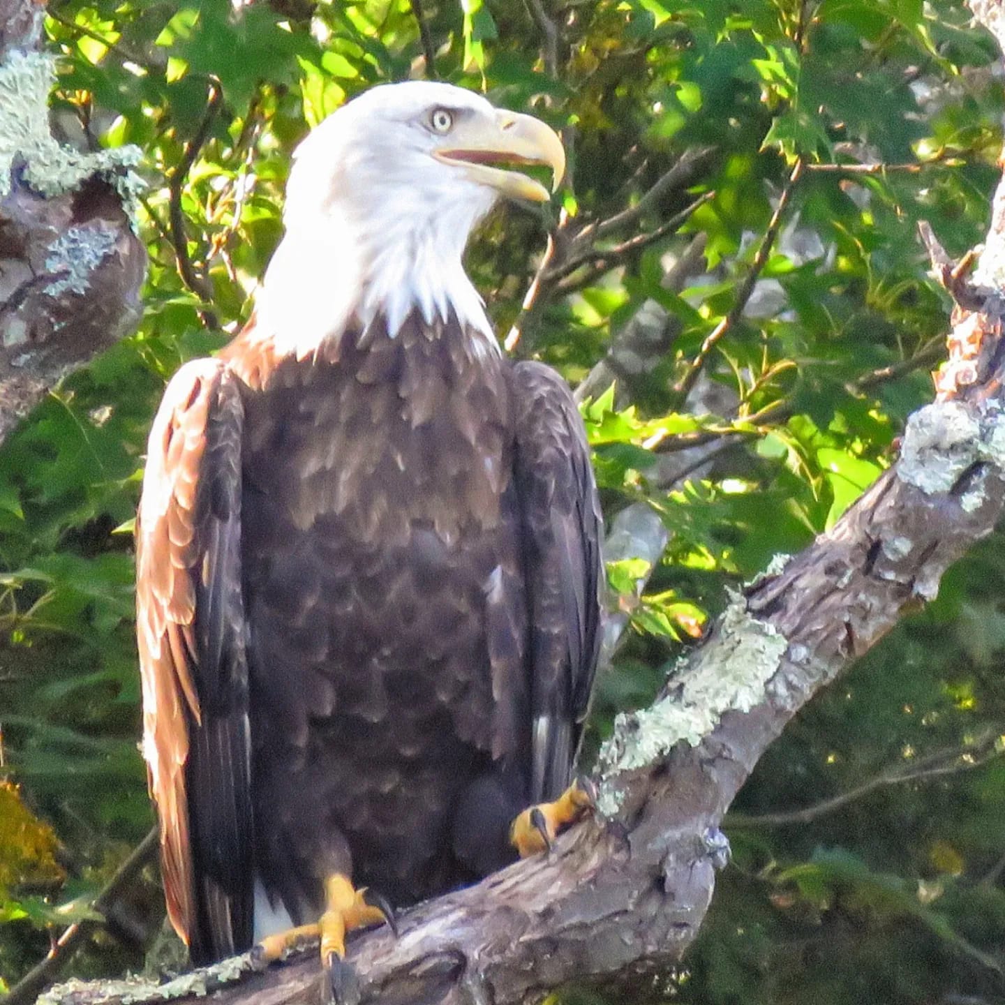 Eagle