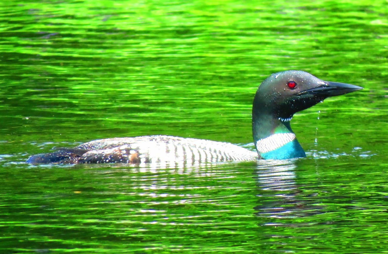 Loon on the pond