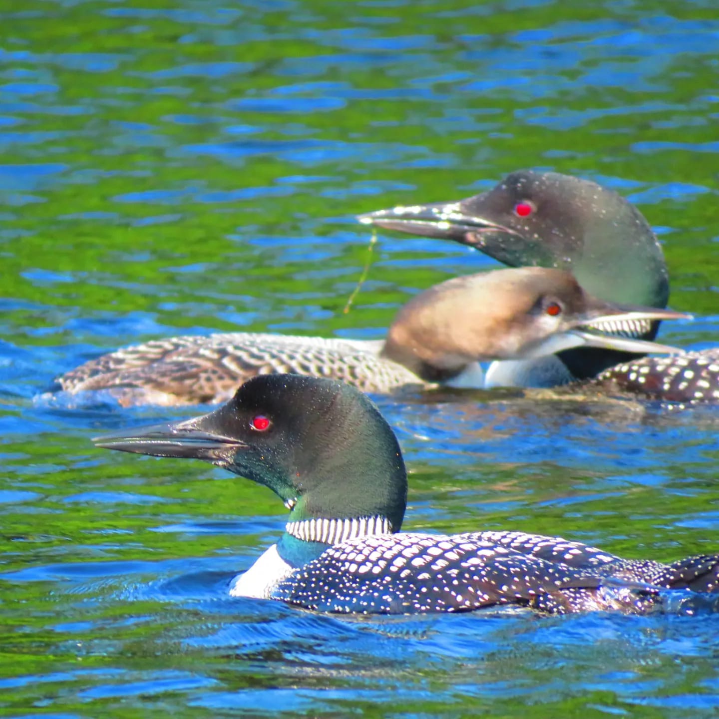 Loons out on the pond